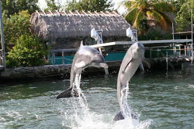 dolphins plus
