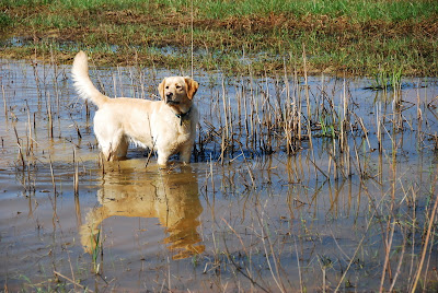 dog in pond