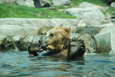 Minnesota Zoo - Russia's Grizzly Coast - Bear
