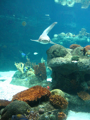 Minnesota Zoo  - aquarium shark