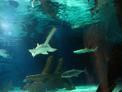 Underwater Adventures® Aquarium at the Mall of America