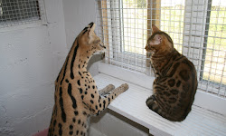 37 Best Photos F1 Savannah Cat Price Uk - Https Encrypted Tbn0 Gstatic Com Images Q Tbn And9gcsg0onqljqhh4 2xk7ohryrrdowespovl0o5a2ni7prwmmrm1k8 Usqp Cau