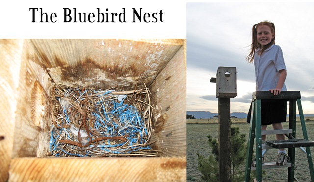 [Bluebird Nest[5].jpg]