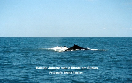 Foto 8 Baleias Jubarte mãe e filhote em Búzios.