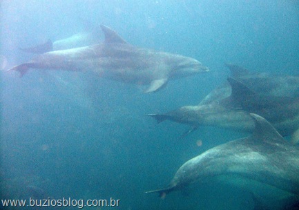Golfinhos em Búzios