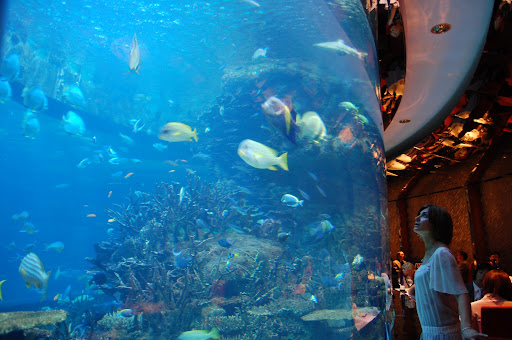 The largest aquarium in the world - Dubai