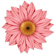 bcs_pink_daisy_png