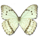 butterfly (14)