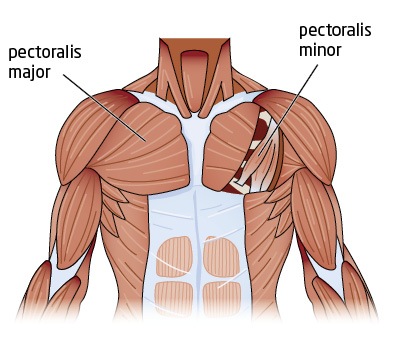 [chest-anatomy[4].jpg]