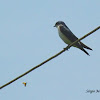Andorinha-pequena-de-casa (Blue-and-white Swallow)