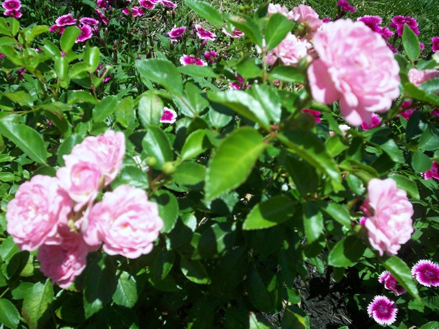 [miniature rose shrubs[2].jpg]