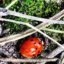 Ladybug