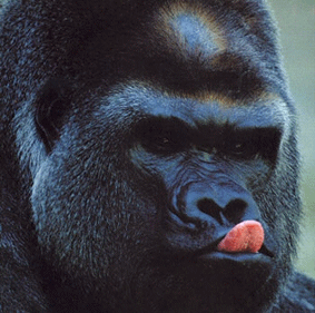 Gif de gorila