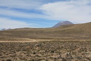 [10.002]_Reserva_Pampas_Cañahuas_El_Misti_e_Vicuñas