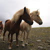 Faroe pony