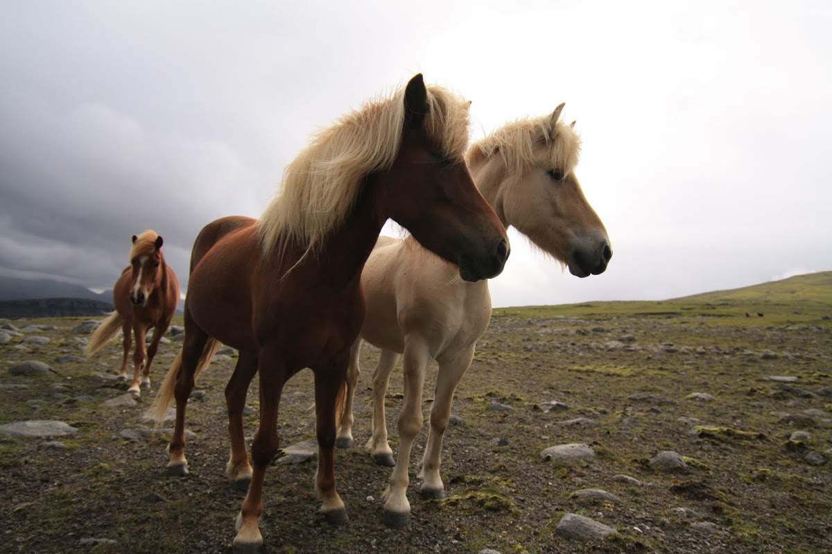 Faroe pony