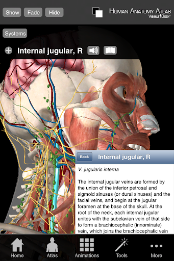 Human Anatomy Atlas Org.