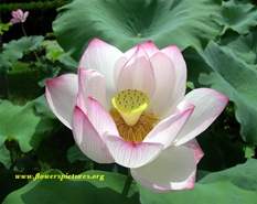 lotus-flower-1