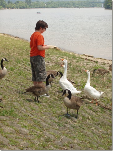 izzy and the geese two