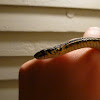 Western Plains Garter Snake