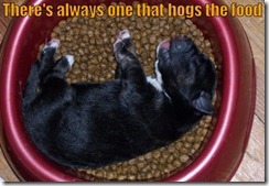 funny-dog-picture-food-hog