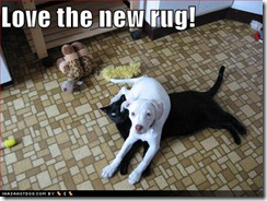 27100d1259817466-few-funnies-funny-dog-pictures-new-black-cat-rug