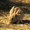 Rabbit/European Wild Rabbit