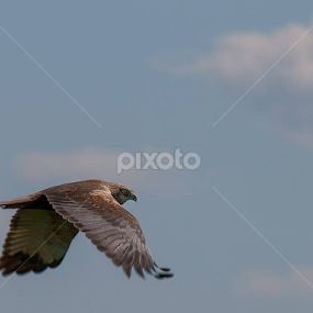 Falco cherrug danubialis by David Eugen - Animals Birds