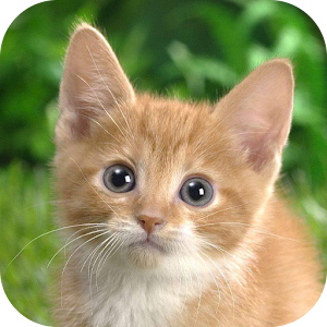 Cats Wallpapers Backgrounds 1.4