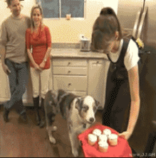 [perro loco2[2].gif]