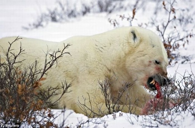 [male_polar_bear_cats_bab_cub_032.jpg]