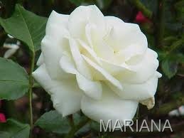 [CAN9MU94CAMZ09MDCARY9VFICARTJS[101].jpg]