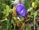 Blue Monkshood (Aconitum delphinifolium)