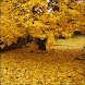 Seasons Change Live Wallpaper