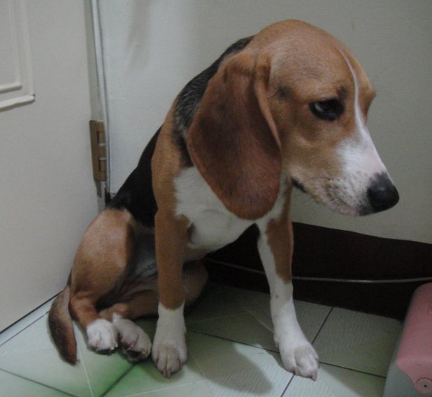 [Pet] 毛豆結紮+植晶片完成！ - 阿祥的網路筆記本