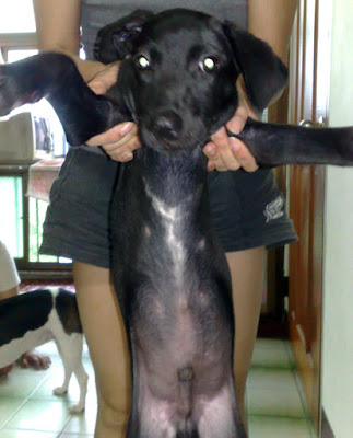 [Dog]小黑狗的主人，請和我聯絡！ - 阿祥的網路筆記本