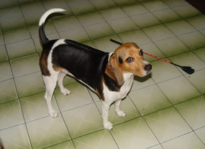 [Dog]莎悠娜啦！小黑！ - 阿祥的網路筆記本