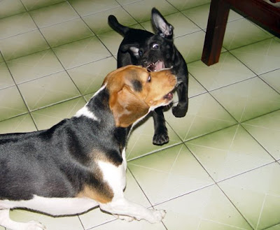 [Dog]莎悠娜啦！小黑！ - 阿祥的網路筆記本