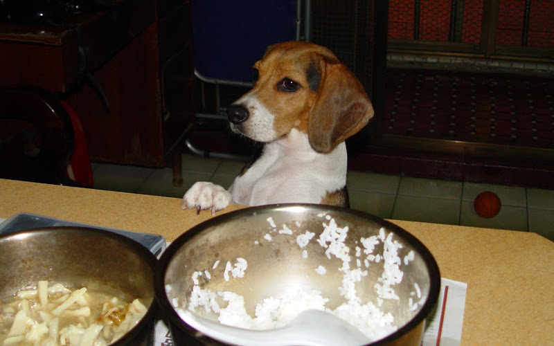 [Dog]貪吃鬼紅豆！ - 阿祥的網路筆記本