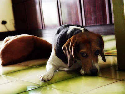 [Dog]小紅豆一年變成大紅豆！ - 阿祥的網路筆記本