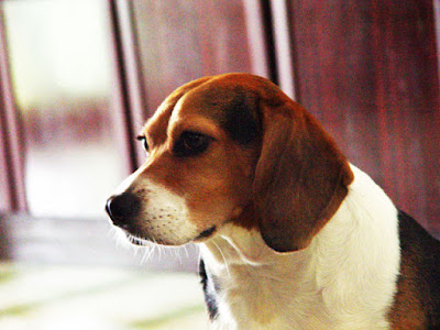 [Dog]小紅豆一年變成大紅豆！ - 阿祥的網路筆記本