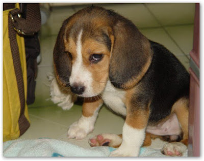 [Dog]小毛豆來報到！ - 阿祥的網路筆記本