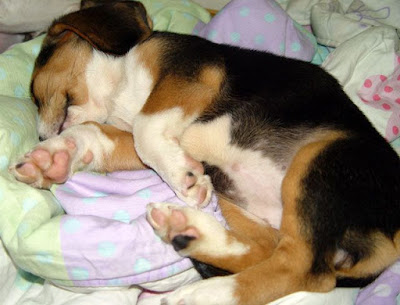 [Dog]小毛豆第五天生活寫真！ - 阿祥的網路筆記本