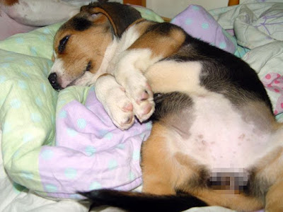 [Dog]小毛豆第五天生活寫真！ - 阿祥的網路筆記本