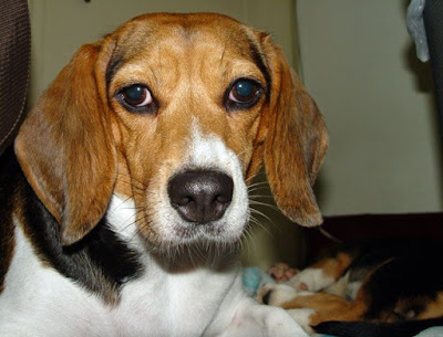 [Dog]小毛豆第五天生活寫真！ - 阿祥的網路筆記本