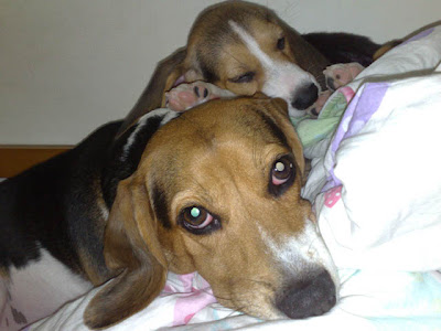 [Dog]毛豆亂入一個月了！ - 阿祥的網路筆記本