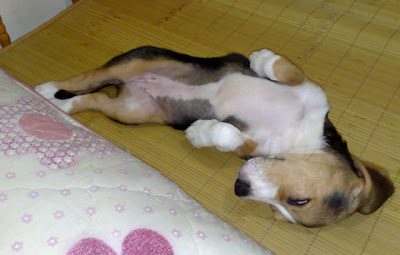 [Dog]毛豆亂入一個月了！ - 阿祥的網路筆記本