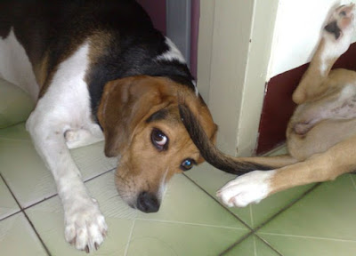 [Dog]「轟轟小戰隊」隊員毛豆滿四個月啦！ - 阿祥的網路筆記本