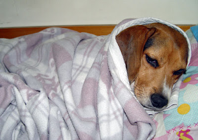 [Dog]怪咖紅豆和小被被！ - 阿祥的網路筆記本