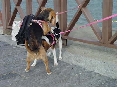 [遊記] 紅豆毛豆去新竹玩囉！ - 阿祥的網路筆記本